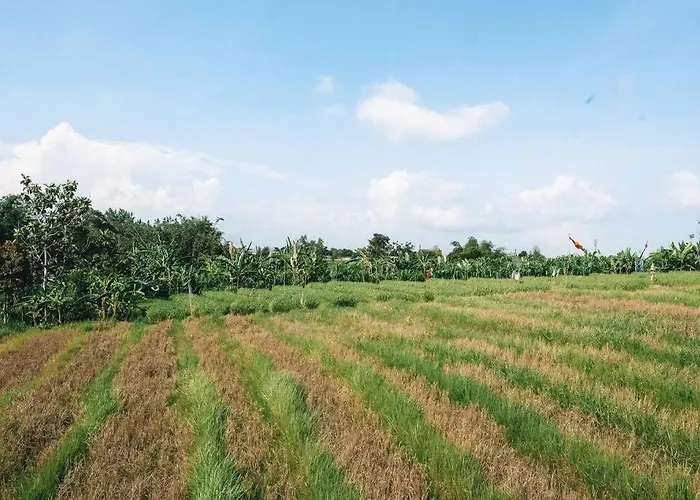 アパート Family - Rice Field View - Berawa/canggu